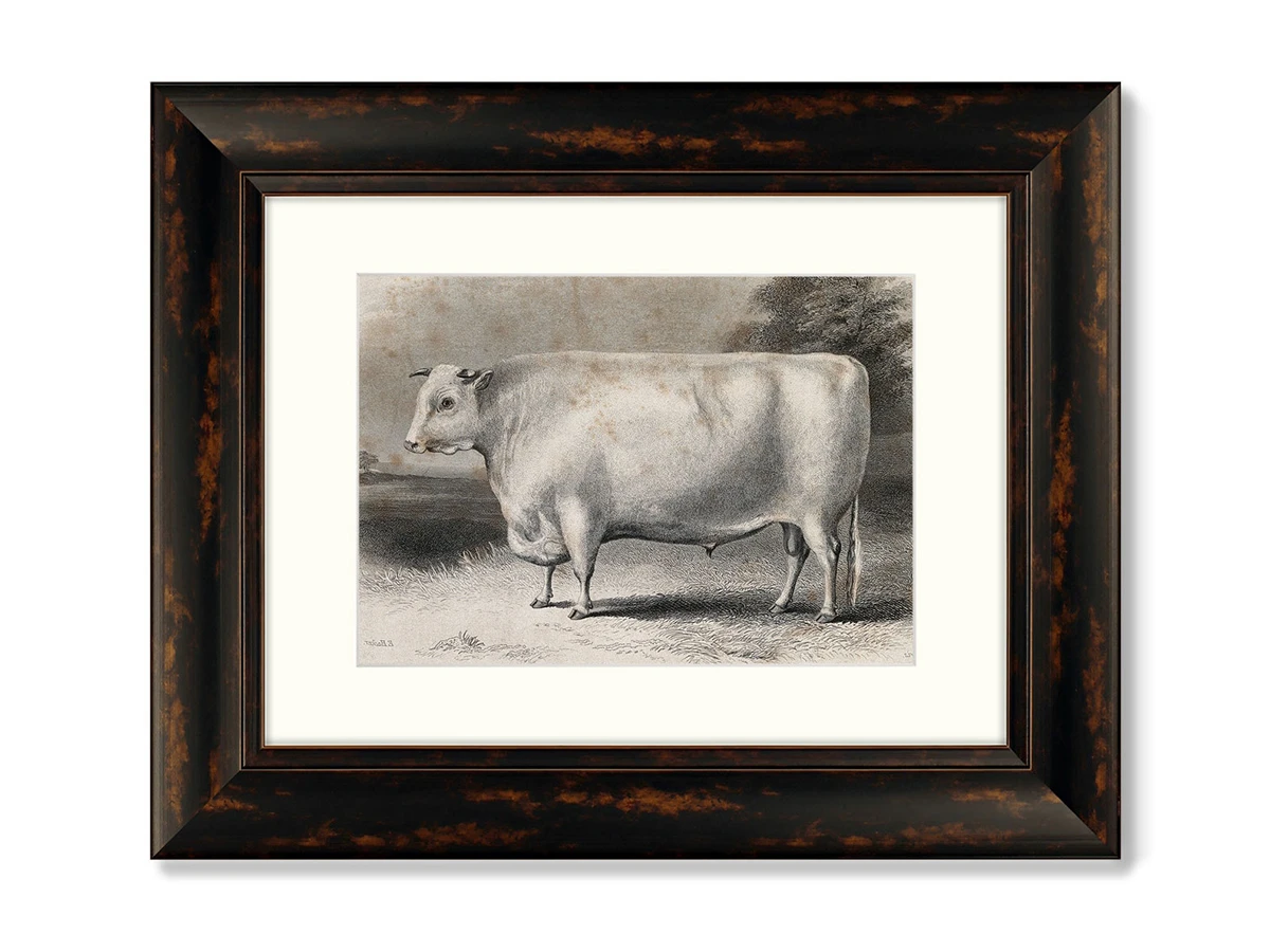 Набор из 2-х репродукций картин в раме A Devon bull, 1849г. 635366  - фото 2