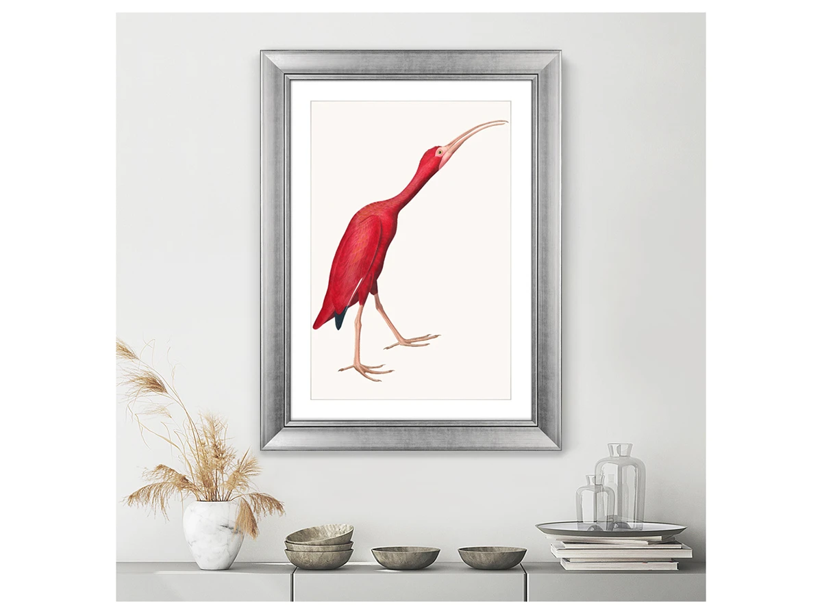 Репродукция картины в раме Scarlet Ibis, 1827г. 635399