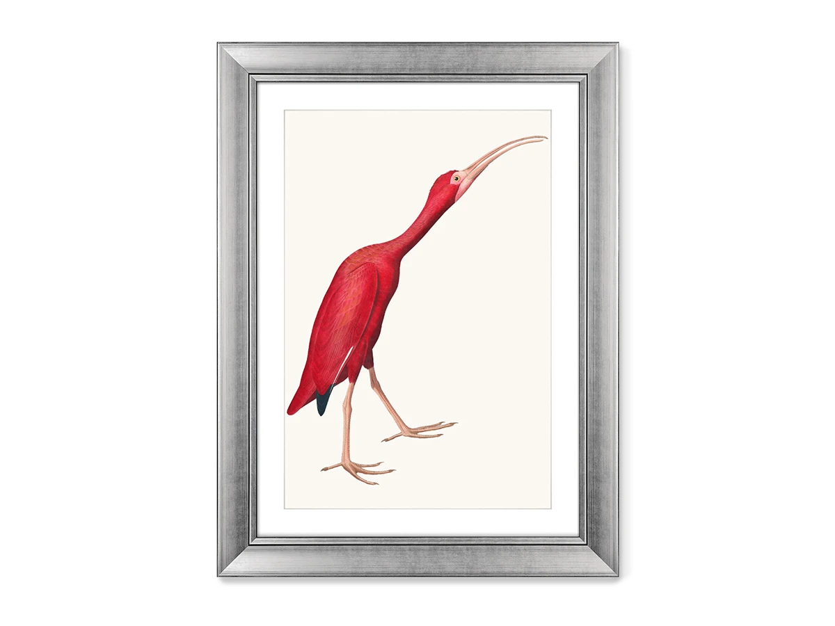 Репродукция картины в раме Scarlet Ibis, 1827г. 635399 – купить по цене  16 299 ₽ в Москве в интернет-магазине ogogo.ru