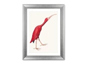 Репродукция картины в раме Scarlet Ibis, 1827г. 635399