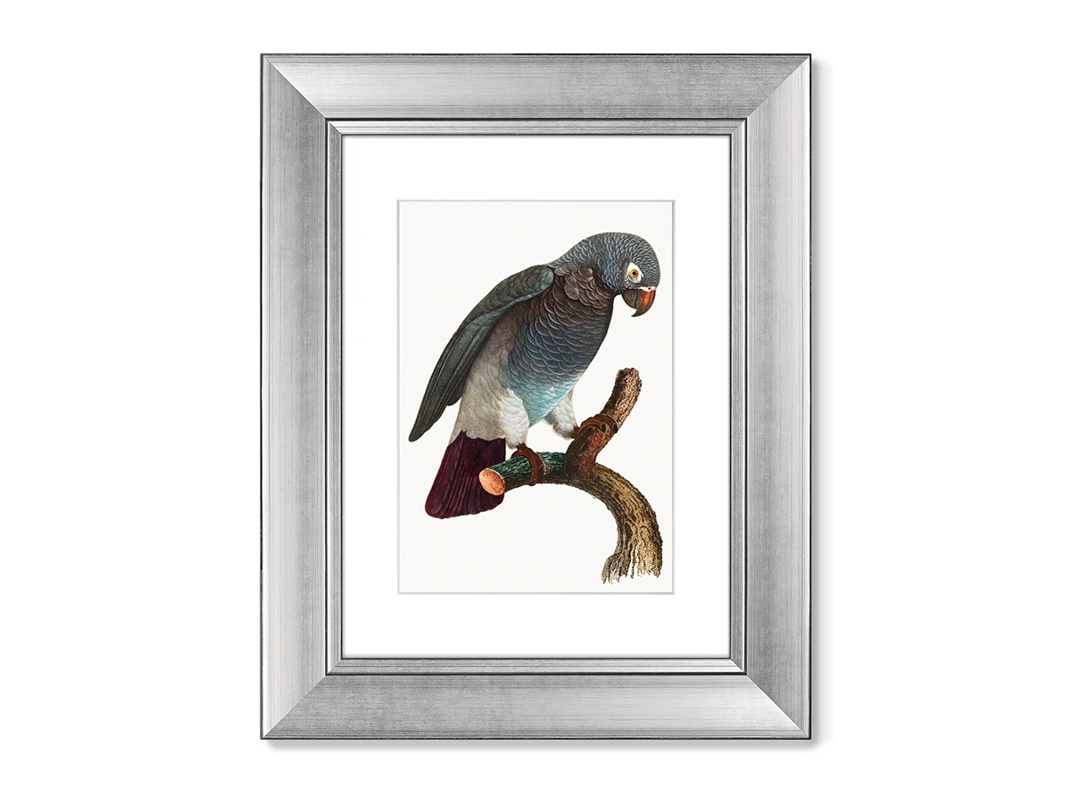 Набор из 2-х репродукций картин в раме Beautiful parrots №2, 1872г. 635427  - фото 1