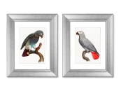 Набор из 2-х репродукций картин в раме Beautiful parrots №2, 1872г. 635427