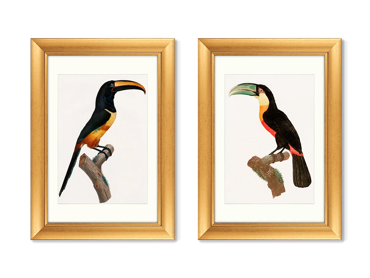 Набор из 2-х репродукций картин в раме Beautiful toucans, 1806г. 635428