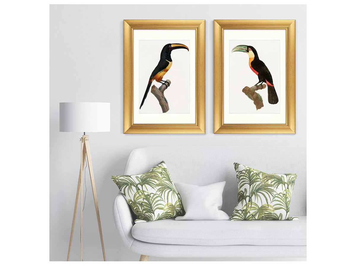 Набор из 2-х репродукций картин в раме Beautiful toucans, 1806г. 635428  - фото 4