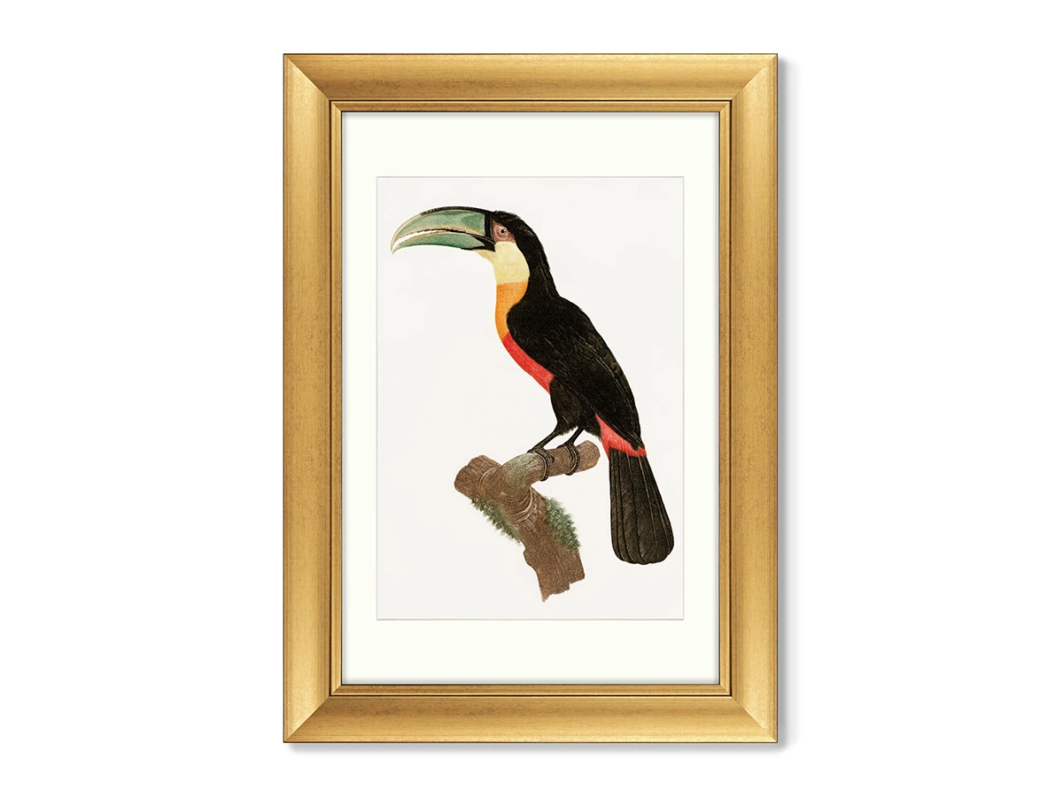 Набор из 2-х репродукций картин в раме Beautiful toucans, 1806г. 635428  - фото 2