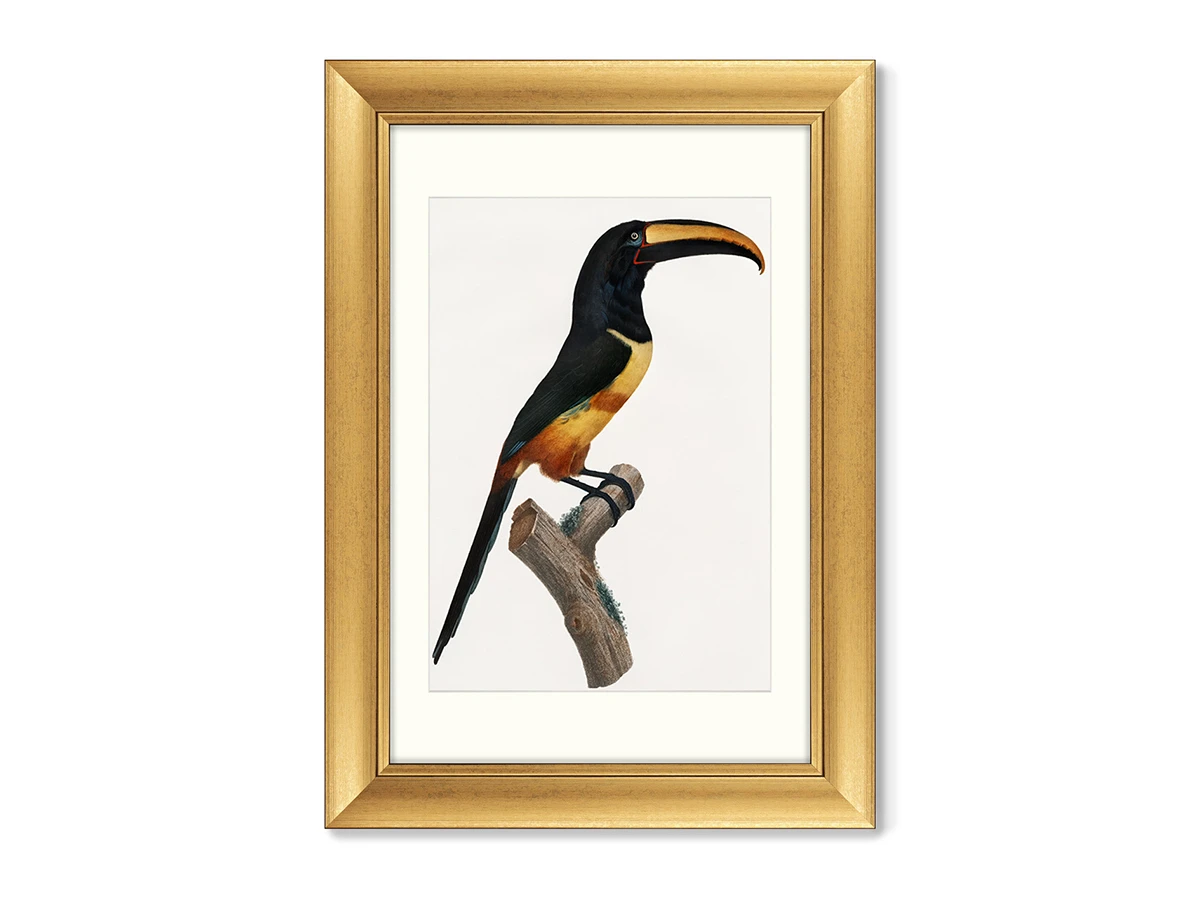 Набор из 2-х репродукций картин в раме Beautiful toucans, 1806г. 635428  - фото 1