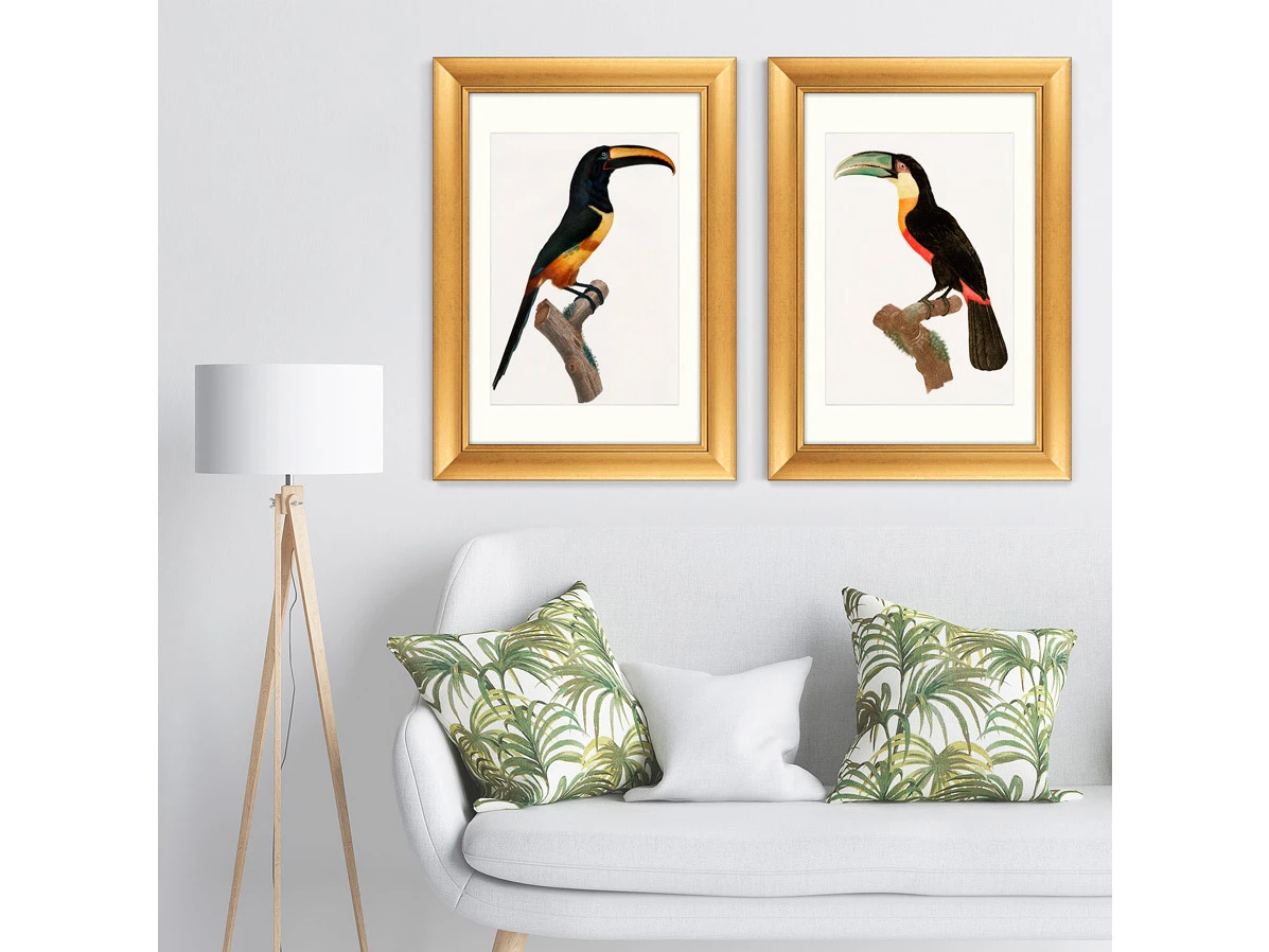 Набор из 2-х репродукций картин в раме Beautiful toucans, 1806г. 635428  - фото 8