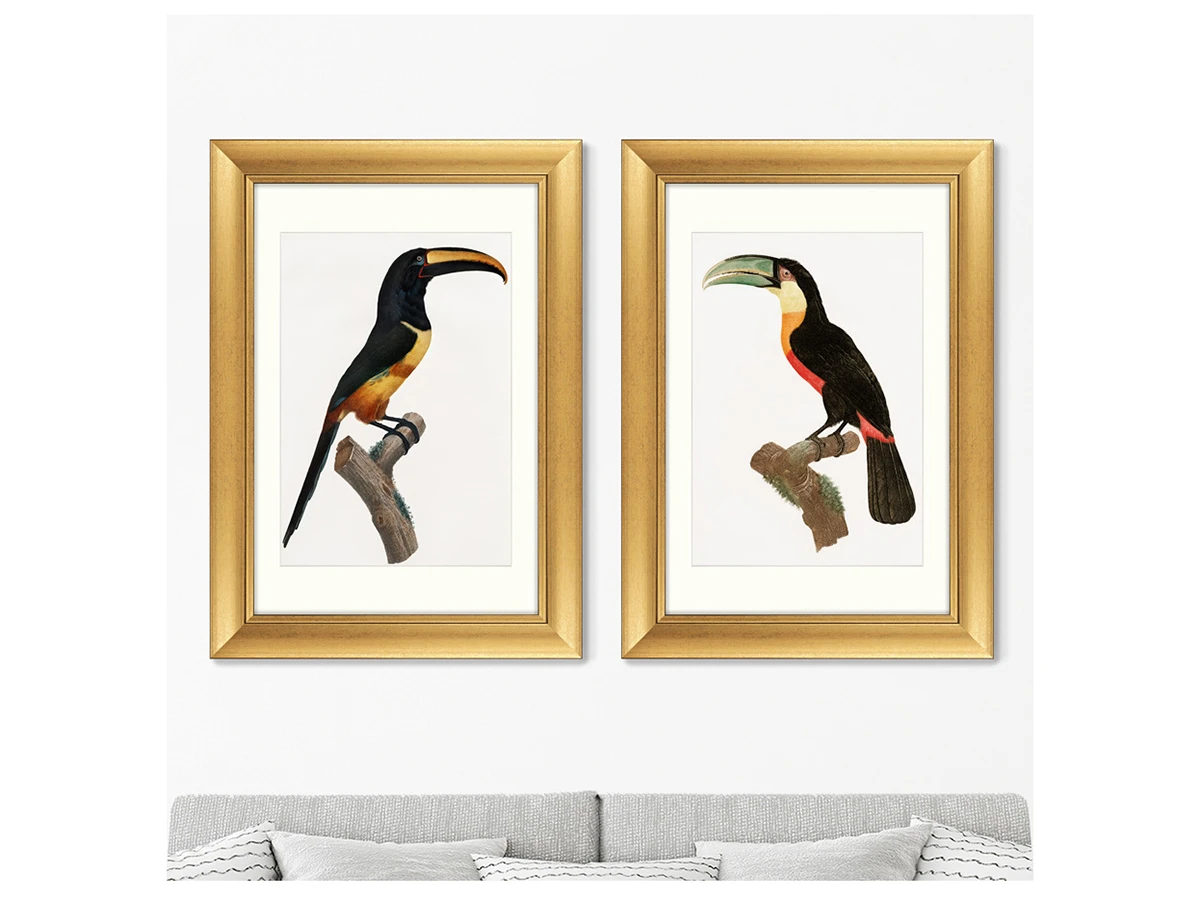 Набор из 2-х репродукций картин в раме Beautiful toucans, 1806г. 635428  - фото 3