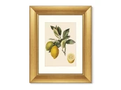 Набор из 2-х репродукций картин в раме Juicy fruit lithography №10, 1870г. 635432