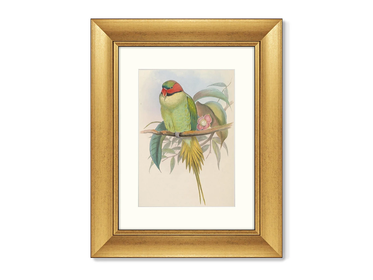 Репродукция картины в раме Bonaparte's Parakeet, 1850г. 635435