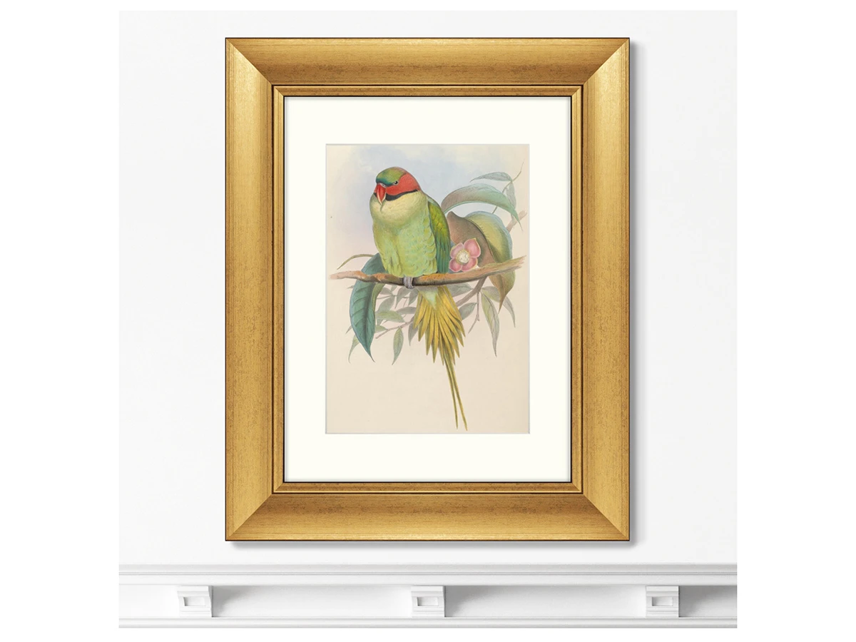 Репродукция картины в раме Bonaparte's Parakeet, 1850г. 635435  - фото 3