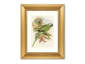 Репродукция картины в раме Love parrots II, 1851г. 635436