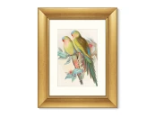 Репродукция картины в раме Love parrots, 1850г. 635437