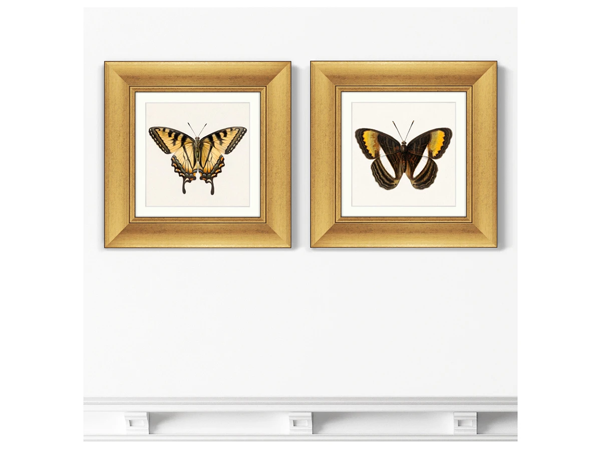 Набор из 2-х репродукций картин в раме Two butterflies, 1711г. 635460  - фото 3