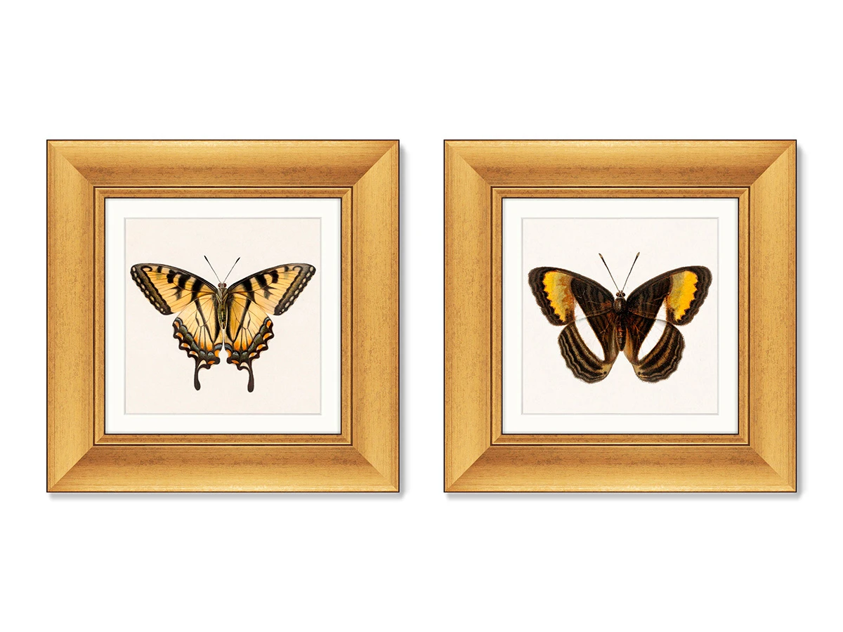 Набор из 2-х репродукций картин в раме Two butterflies, 1711г. 635460