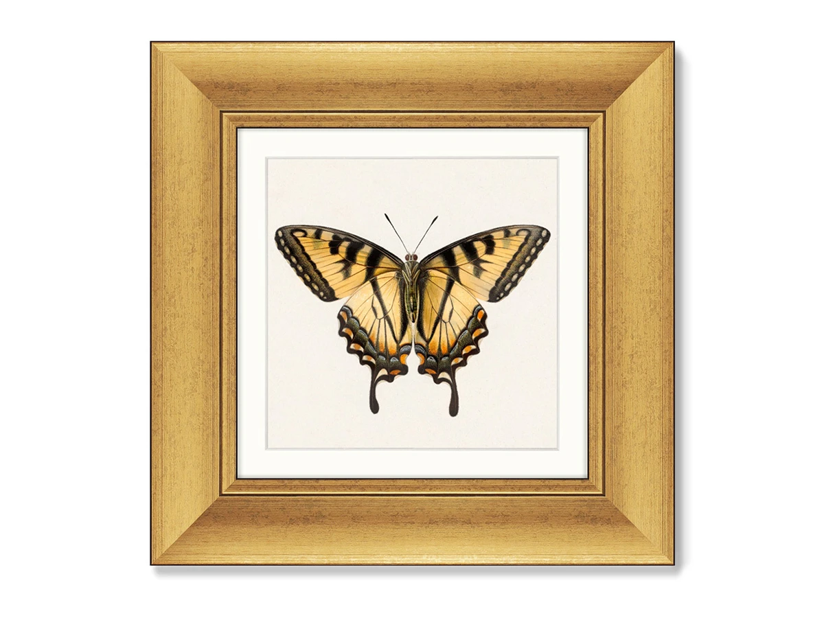 Набор из 2-х репродукций картин в раме Two butterflies, 1711г. 635460
