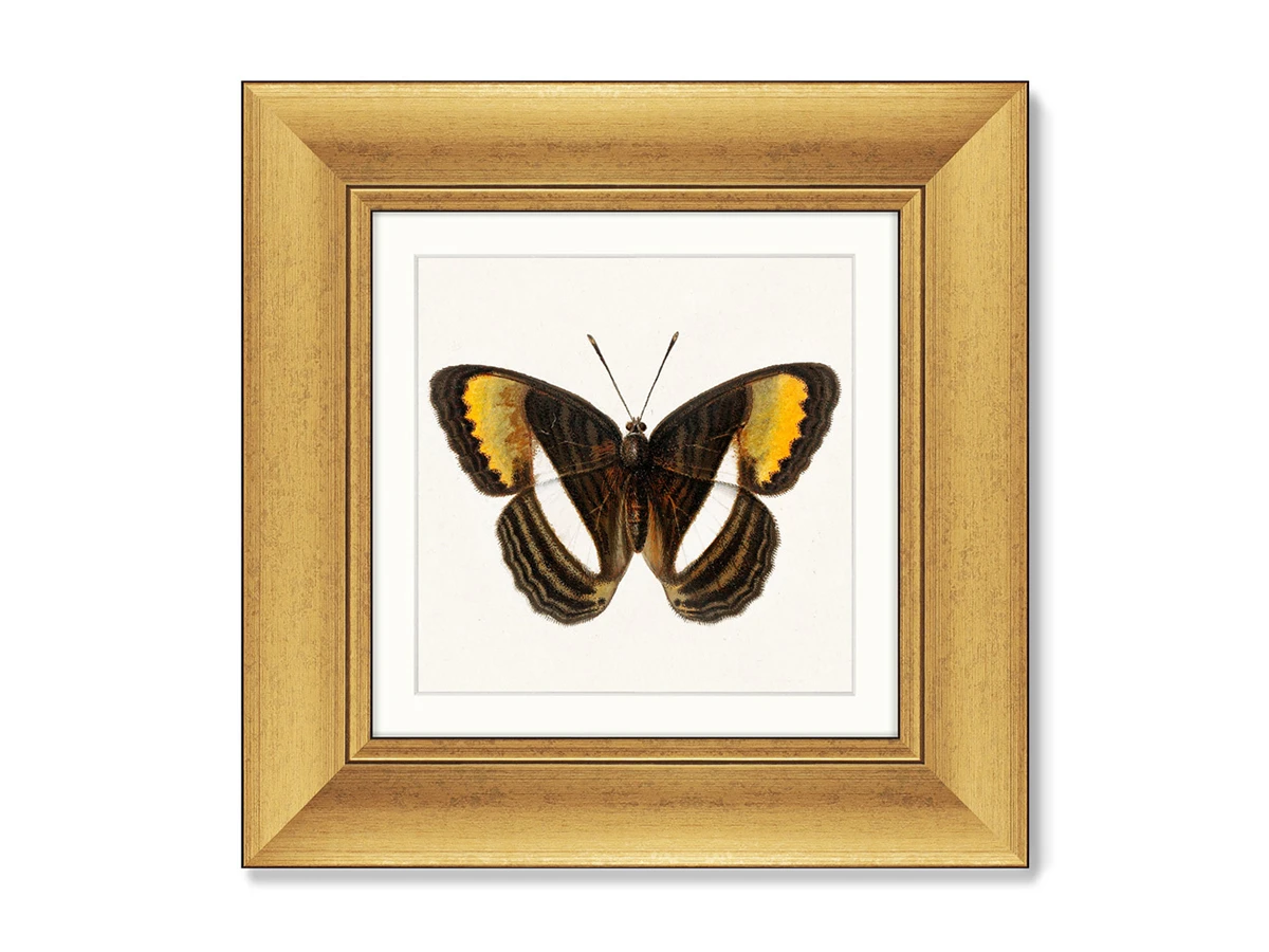 Набор из 2-х репродукций картин в раме Two butterflies, 1711г. 635460  - фото 2