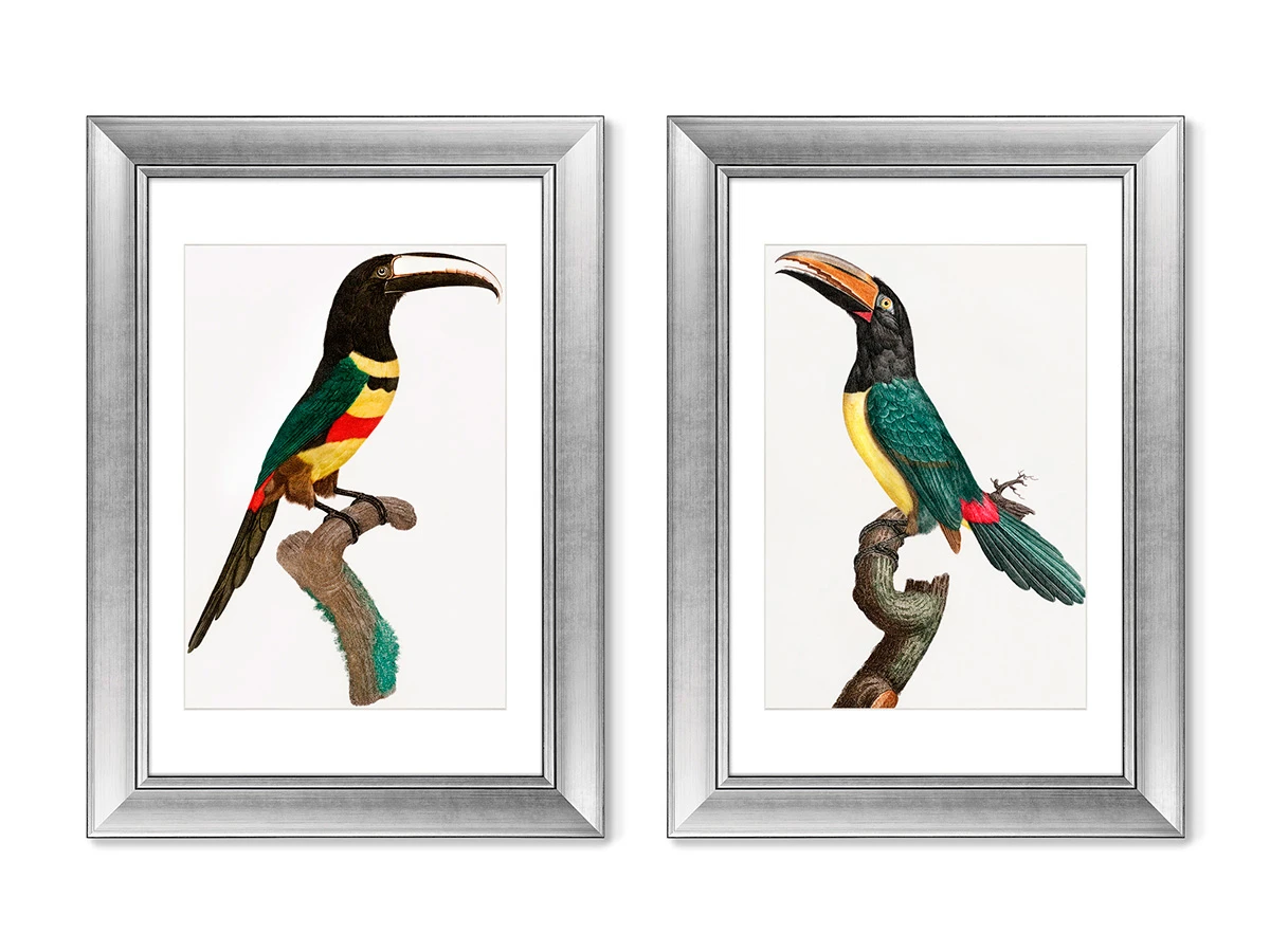 Набор из 2-х репродукций картин в раме Black-necked Aracari, 1806г. 635475