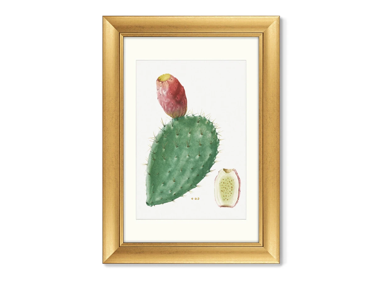Набор из 2-х репродукций картин в раме Cactus Opuntia Inermis, 1799г. 635552