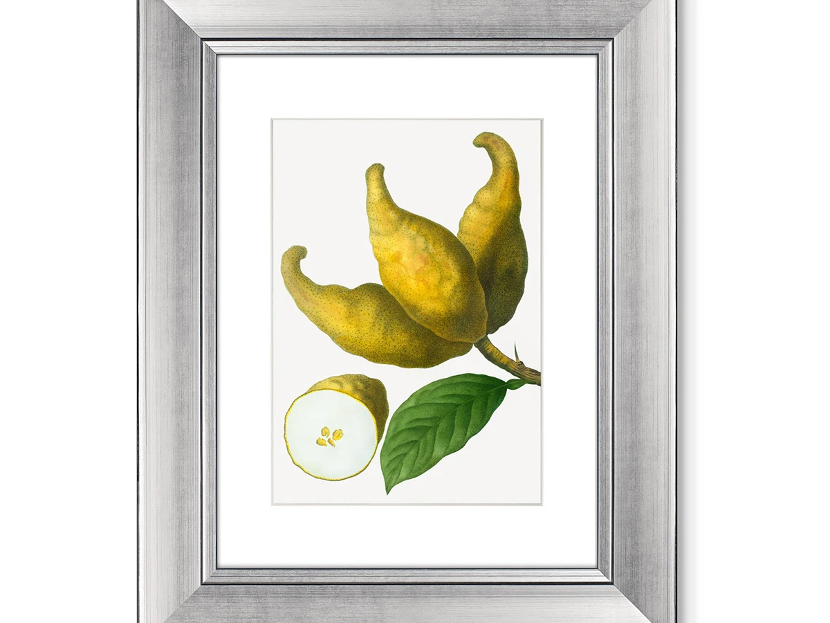 Набор из 2-х репродукций картин в раме Citrus limonium, 1801г. 635553