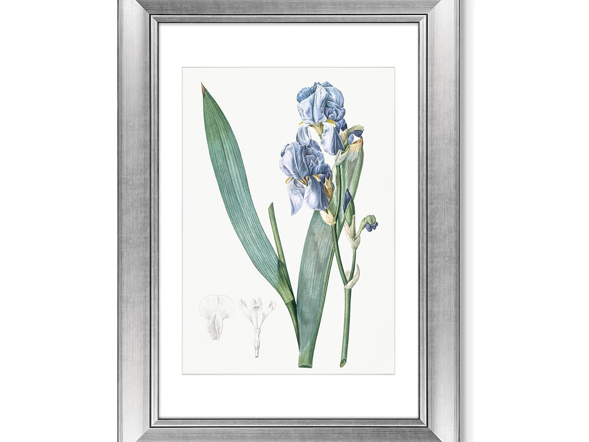 Набор из 2-х репродукций картин в раме Dalmatian iris II, 1805г. 635554  - фото 1