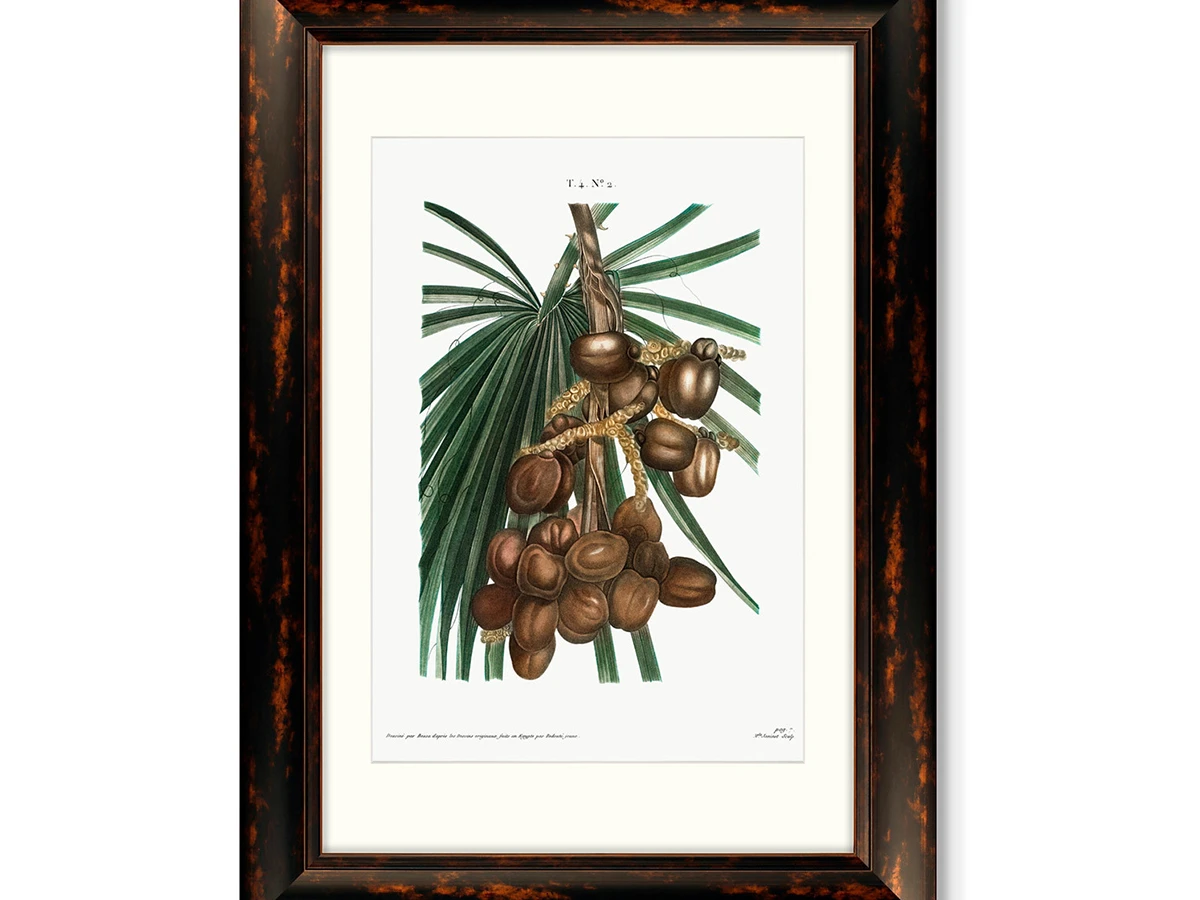 Набор из 2-х репродукций картин в раме Date palm, Phoenix dactylifera from Trait? II, 1801г. 635555