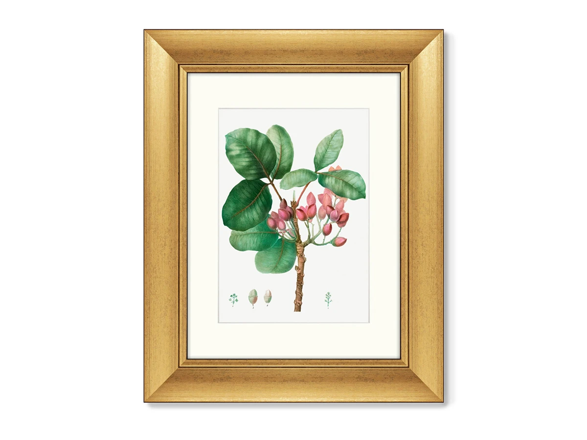 Набор из 2-х репродукций картин в раме Lily magnolia & Pistaccia vera, 1801г. 635557  - фото 1