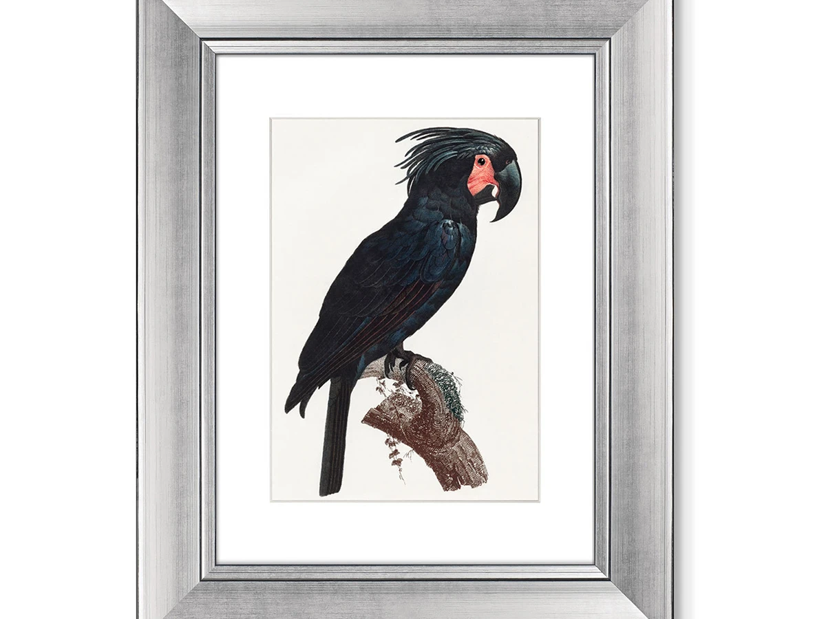 Набор из 2-х репродукций картин в раме The Palm Cockatoo, 1801г. 635565