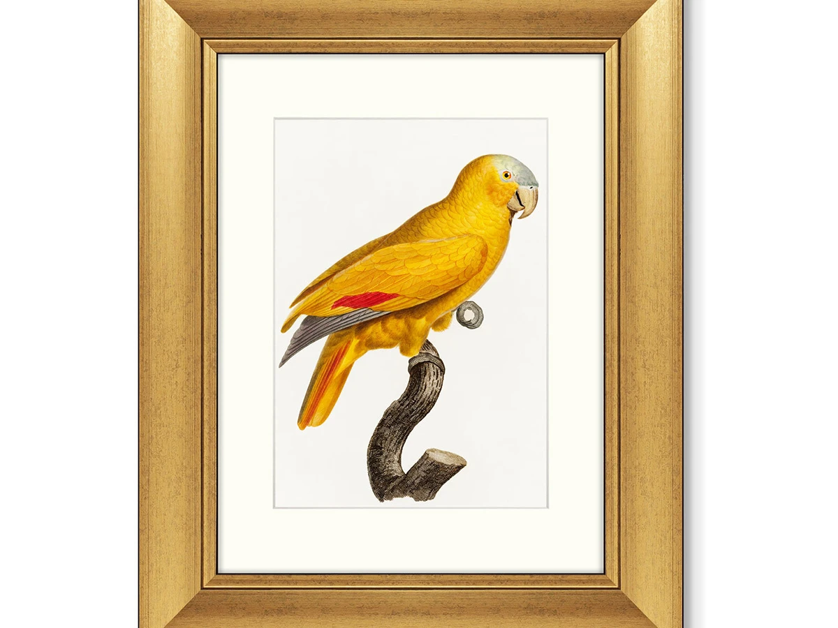 Набор из 2-х репродукций картин в раме The Parrot of Paradise, 1802г. 635566  - фото 1
