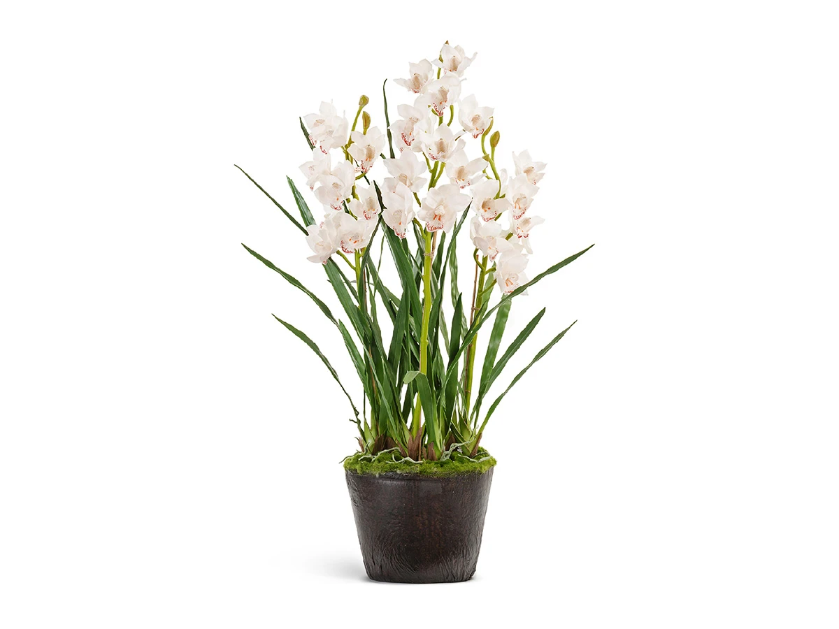 Орхидея Цимбидиум куст 890706