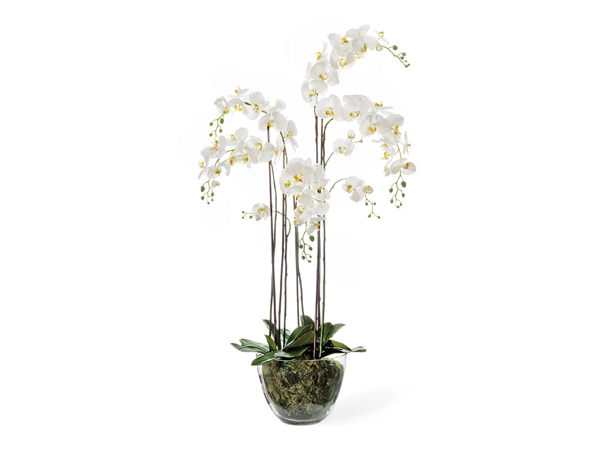 Орхидея Фаленопсис 891095