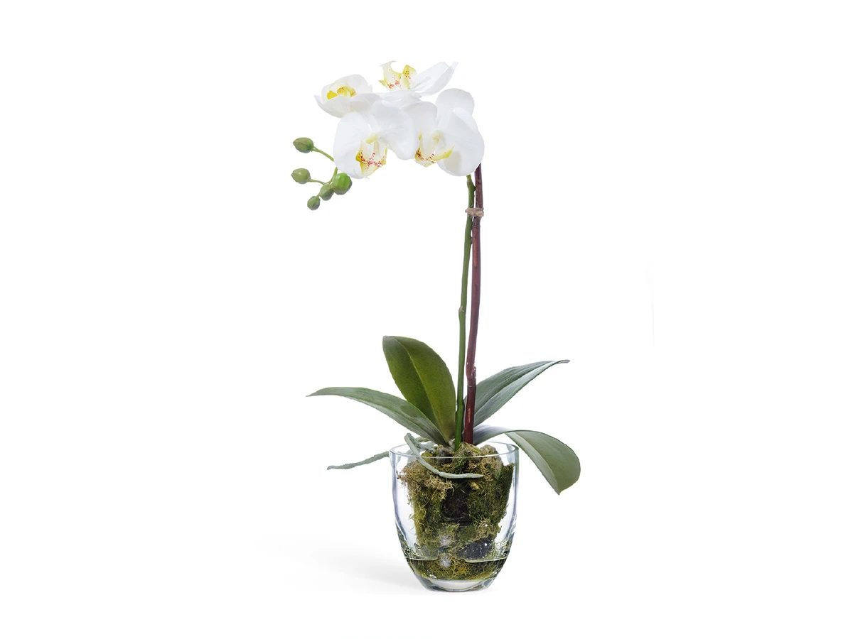 Орхидея Фаленопсис 891096  - фото 1