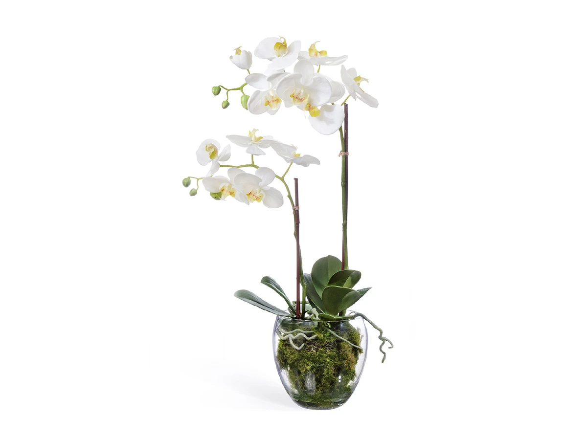Орхидея Фаленопсис 891097