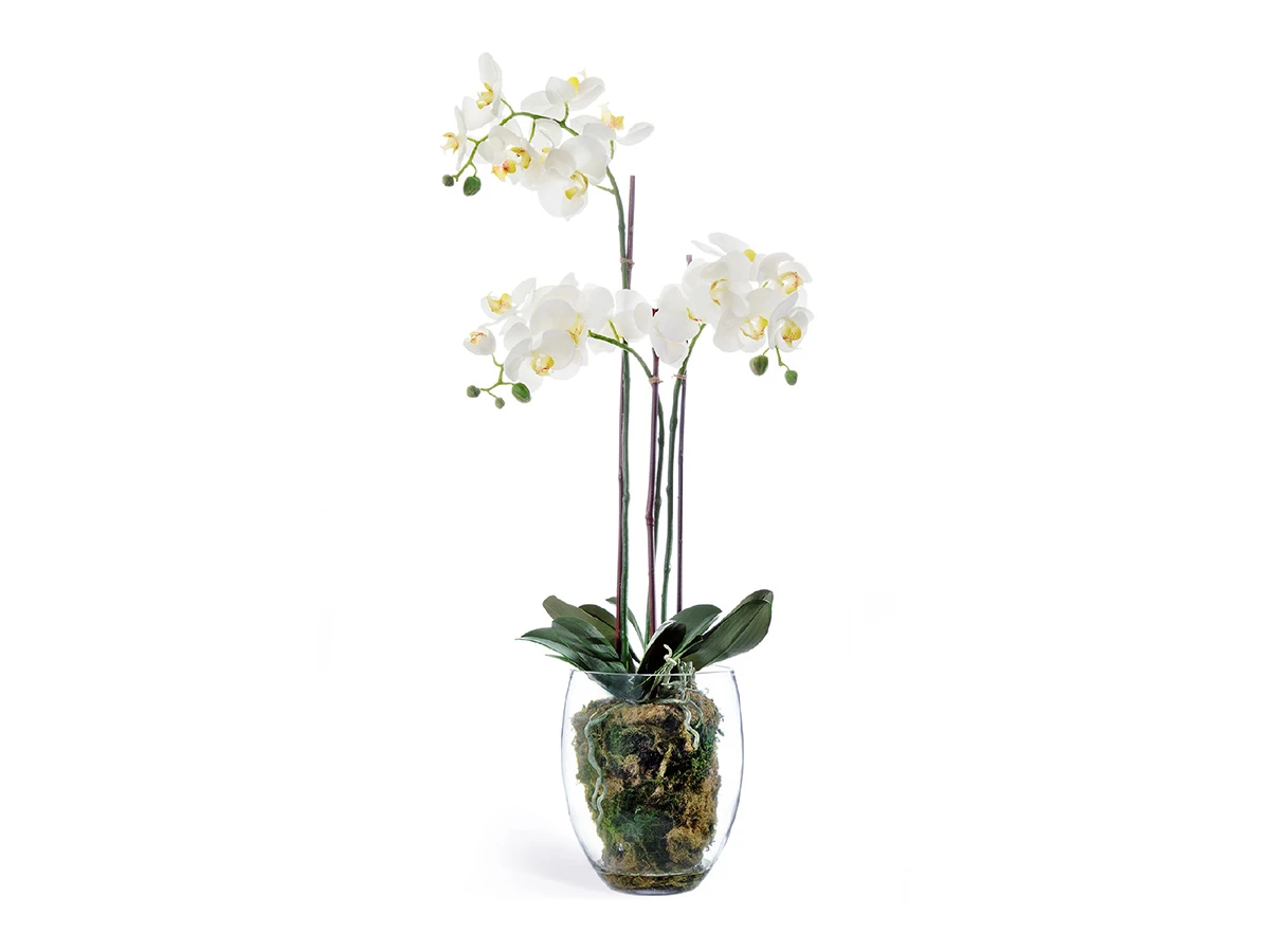 Орхидея Фаленопсис 891098