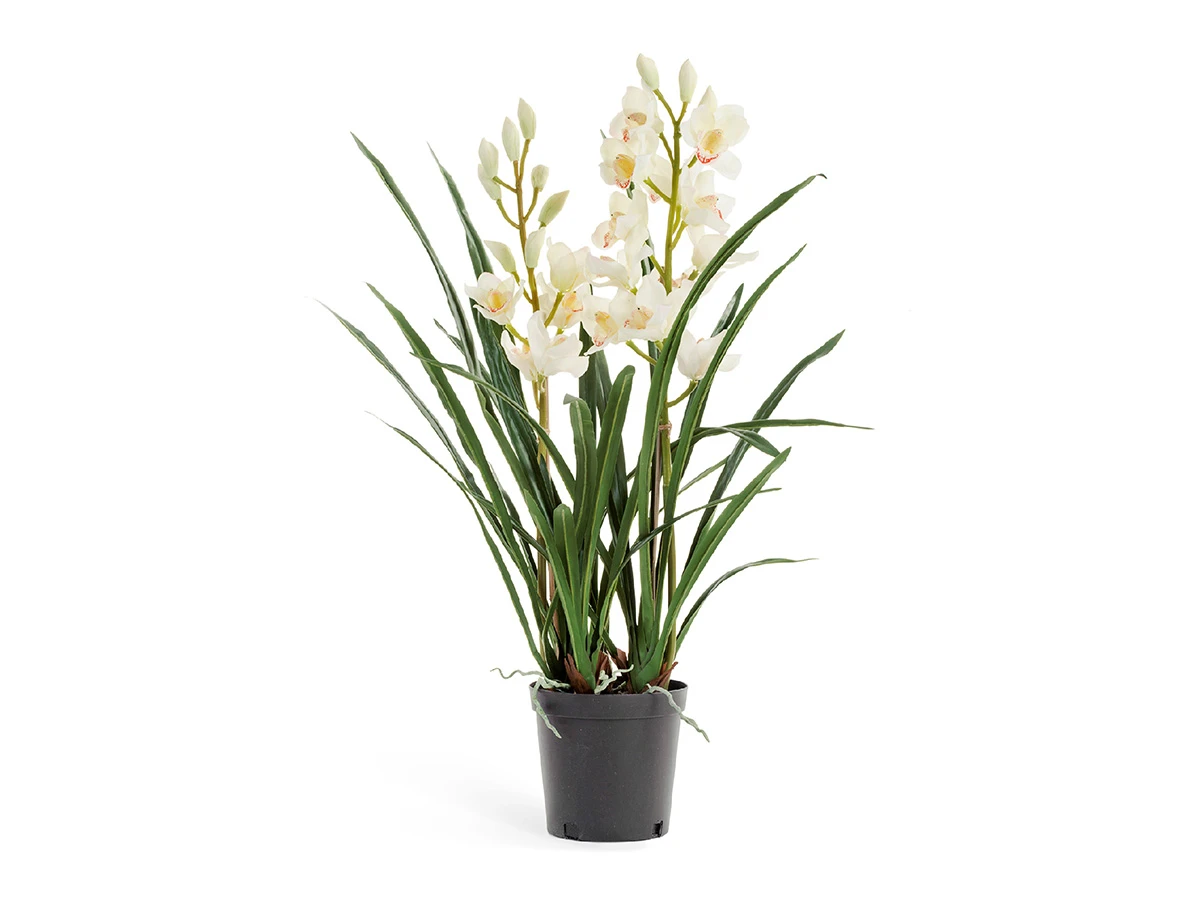 Орхидея Цимбидиум 891139
