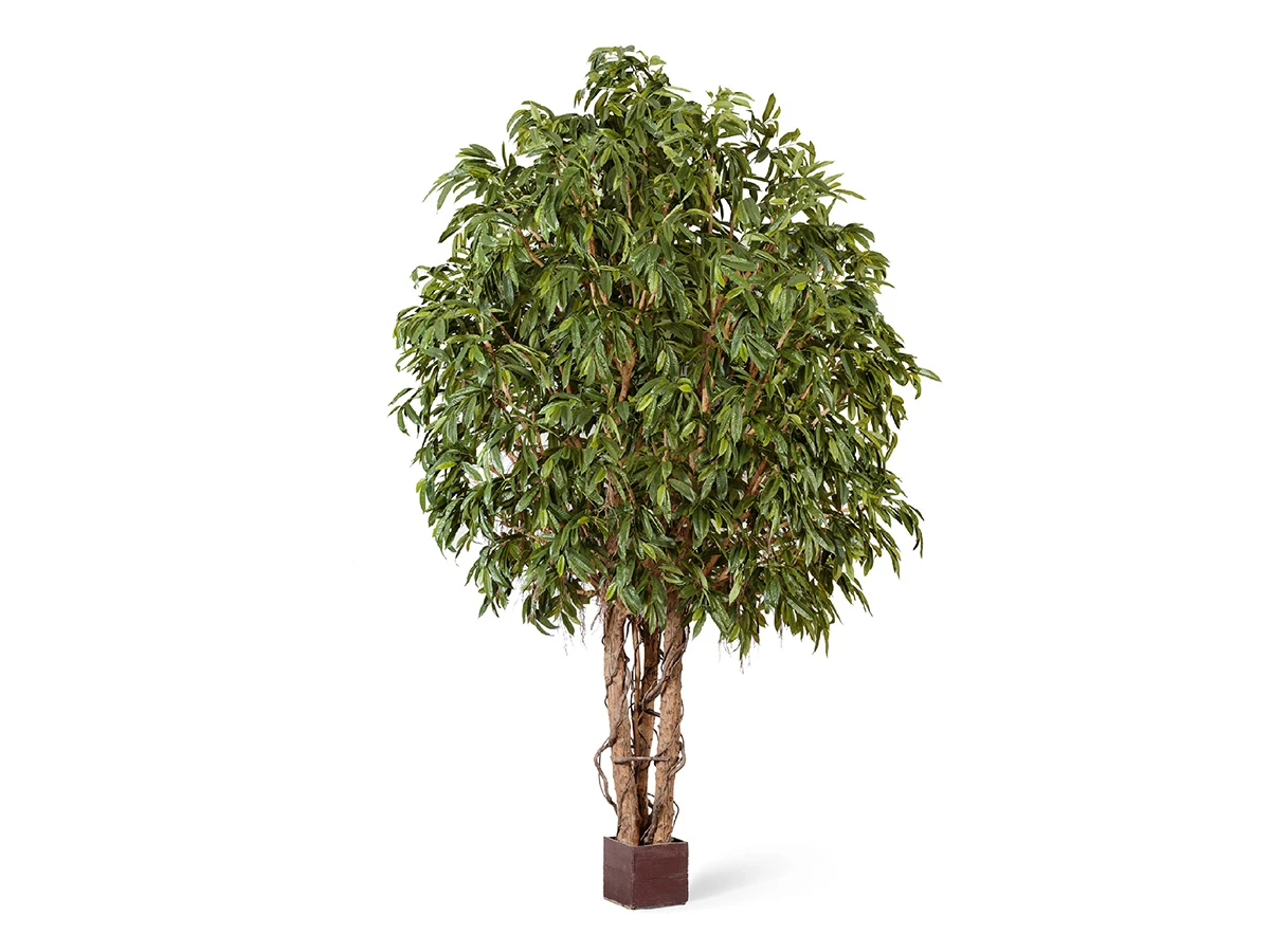 Лонгифолия широколист гигантская 420 см 891245  - фото 1