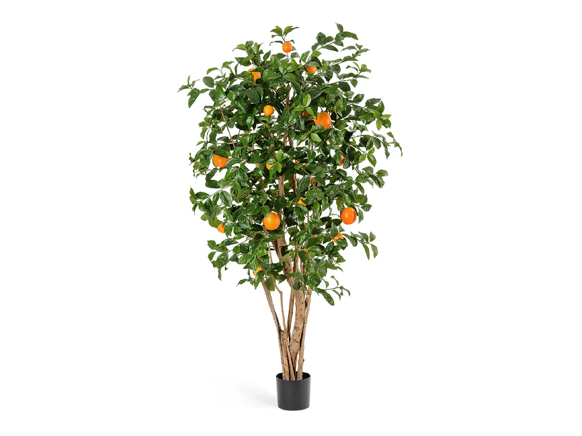 Апельсиновое дерево с плодами 891334