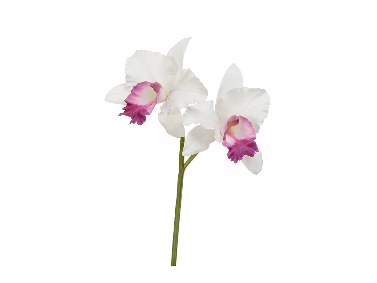 Орхидея Каттлея 891345