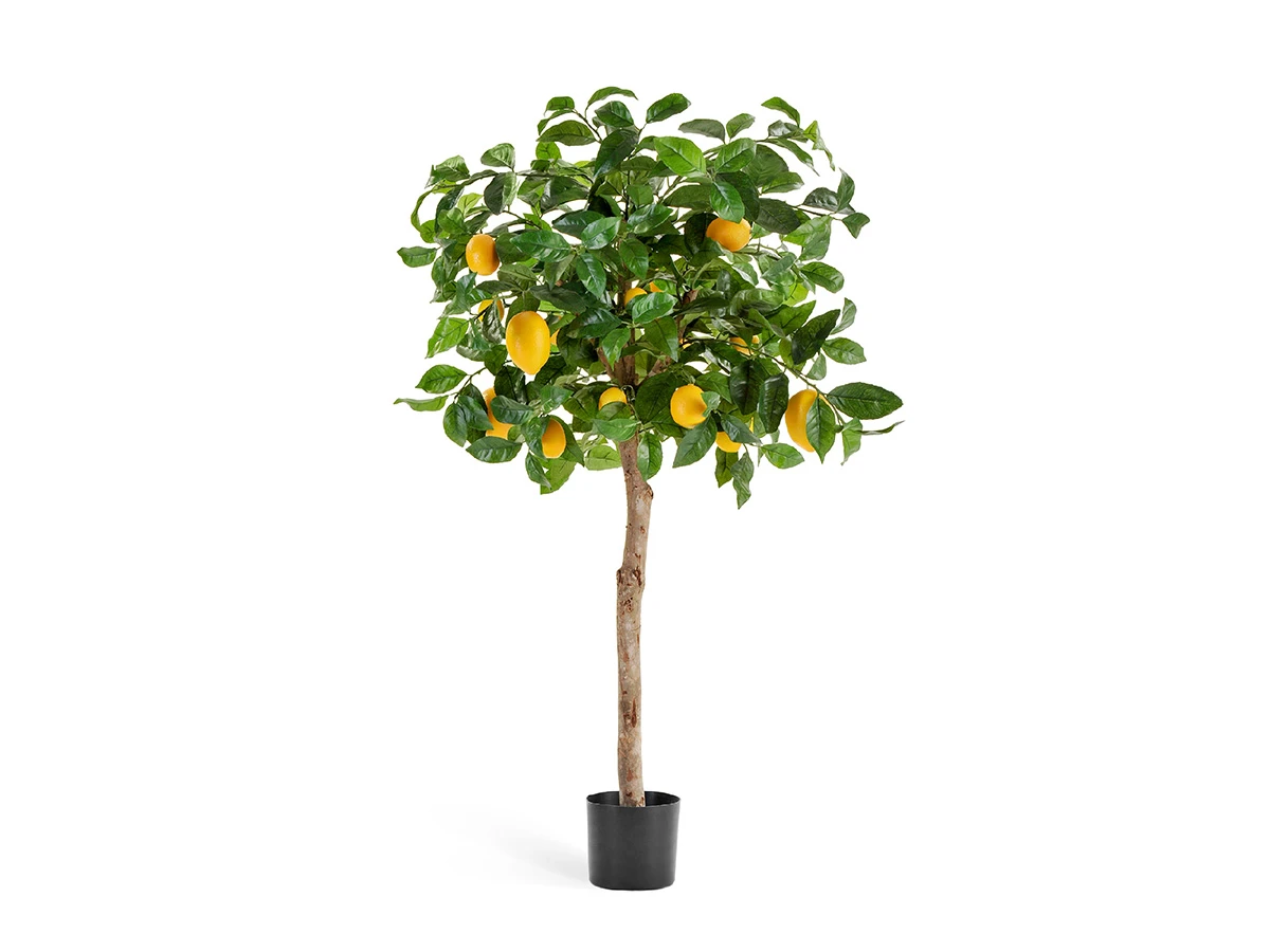 Лимонное дерево с плодами на штамбе 891350
