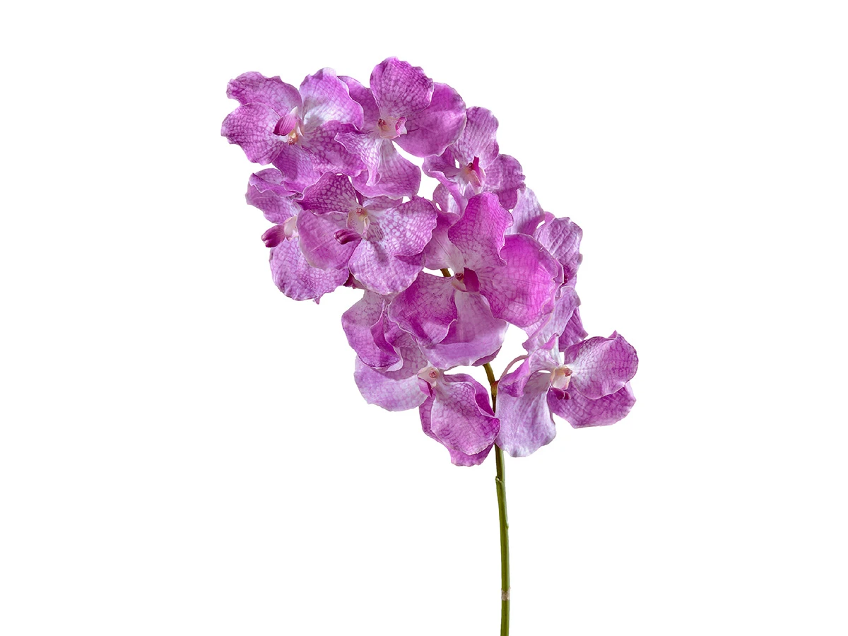 Орхидея Ванда 891379  - фото 1