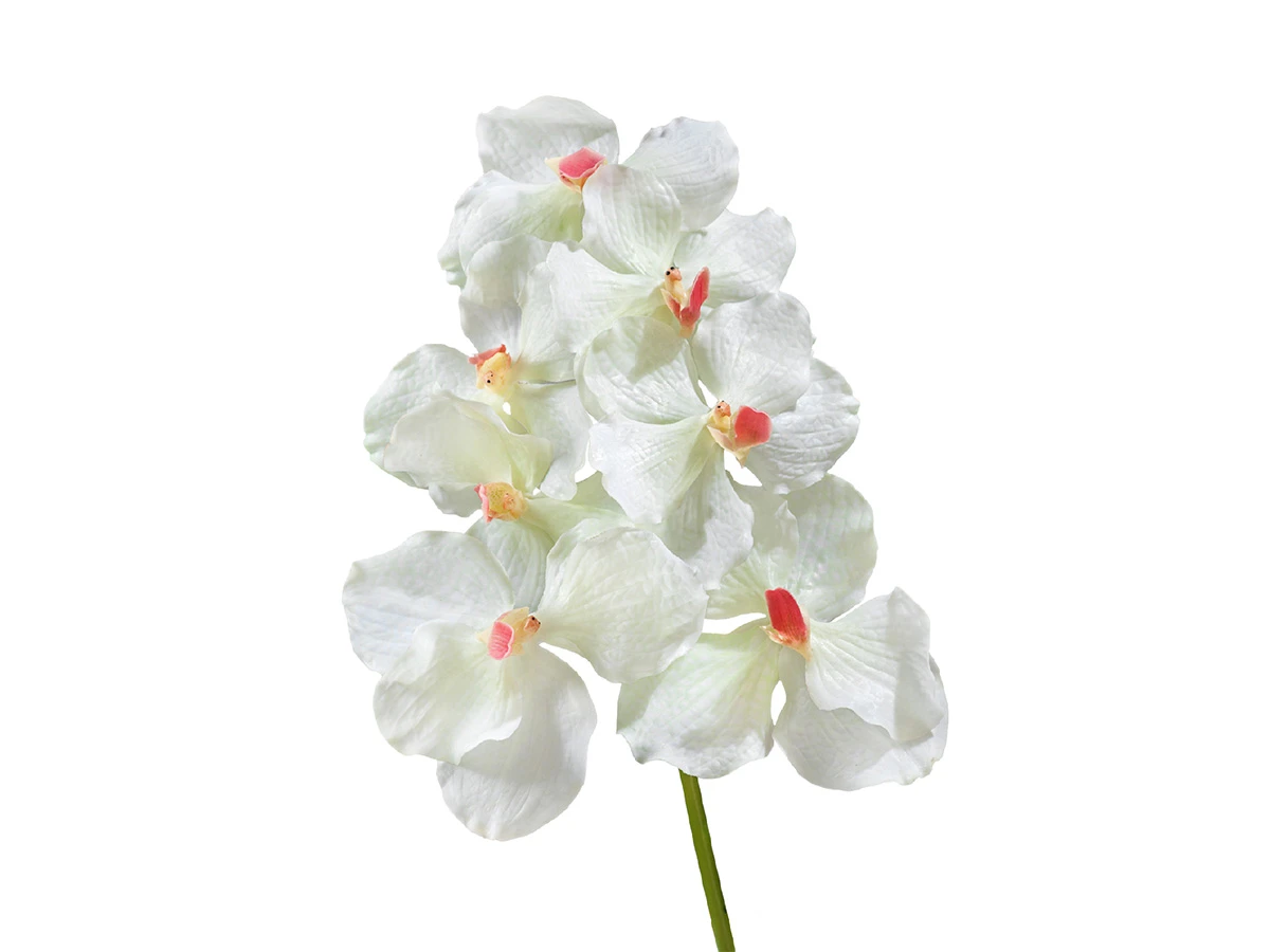 Орхидея Ванда 891388  - фото 1