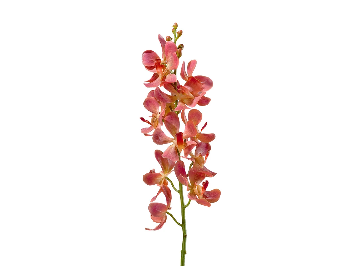 Орхидея Дендробиум 891394