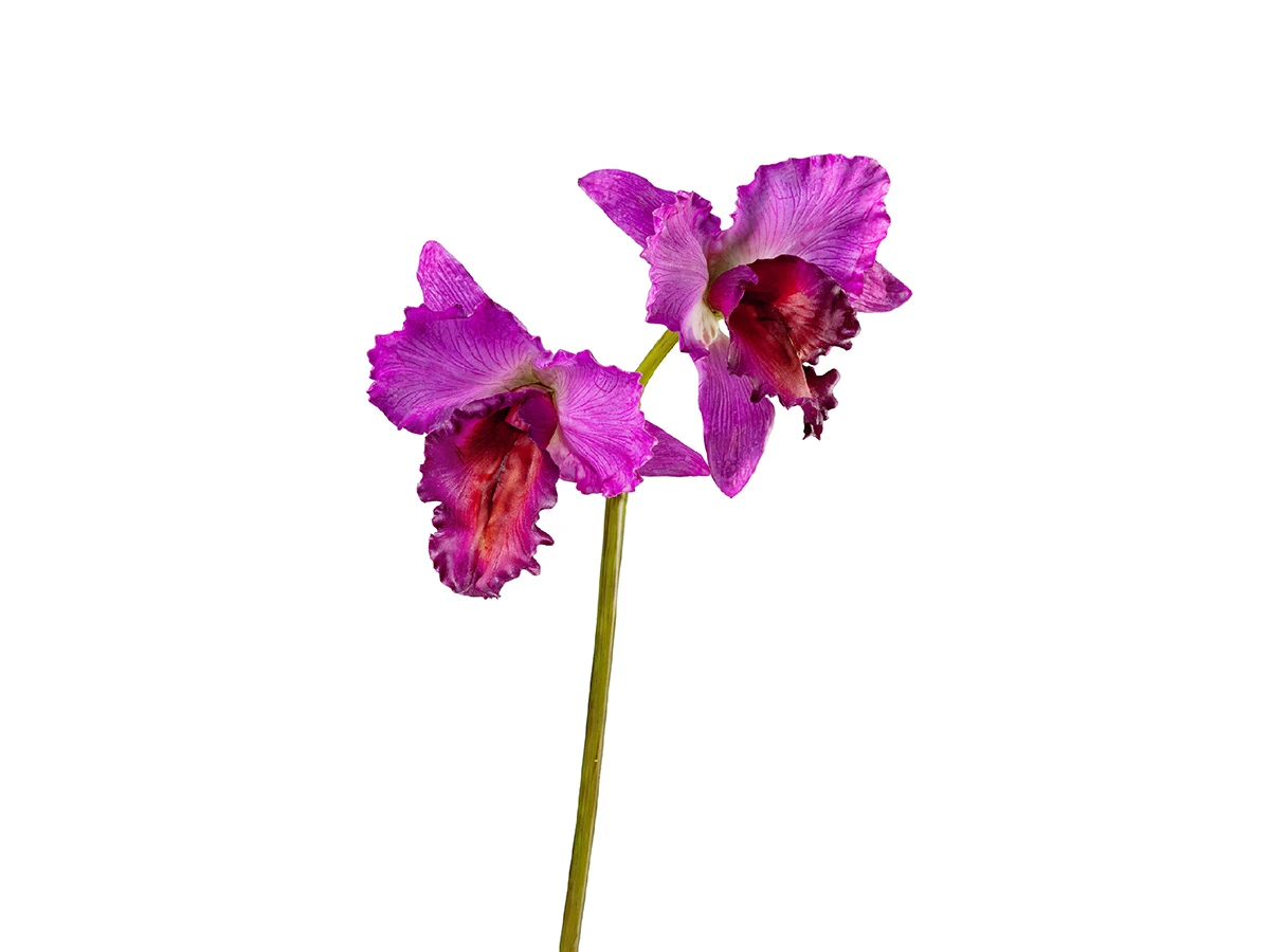 Орхидея Каттлея 891399  - фото 1