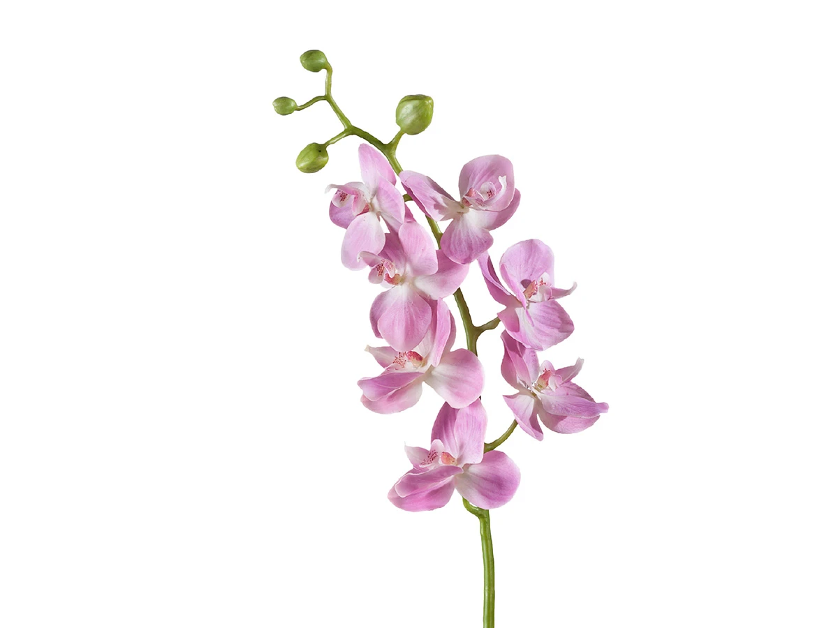 Орхидея Фаленопсис Элегант 891406  - фото 1