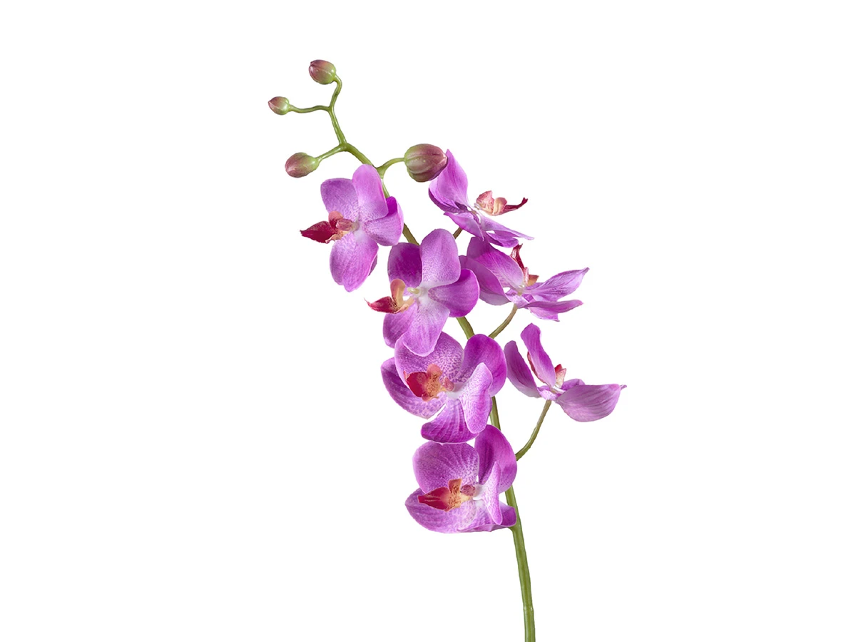 Орхидея Фаленопсис Элегант 891413  - фото 1