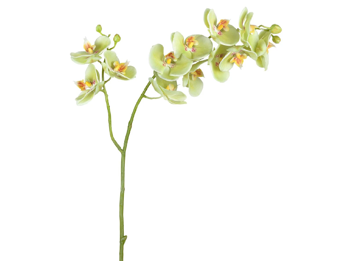 Орхидея Фаленопсис 891420  - фото 1