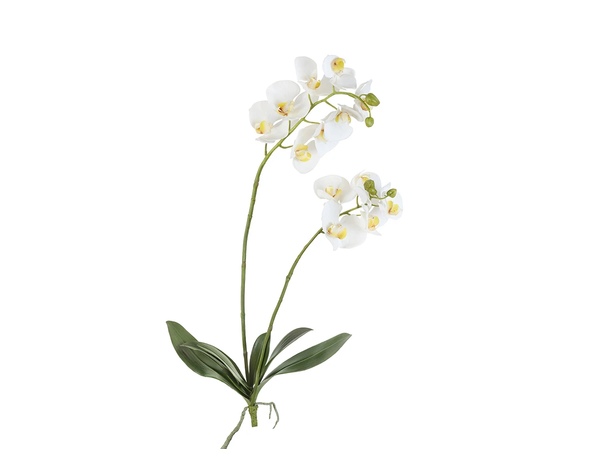Орхидея Фаленопсис 891425  - фото 1