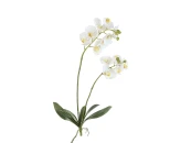 Орхидея Фаленопсис 891425