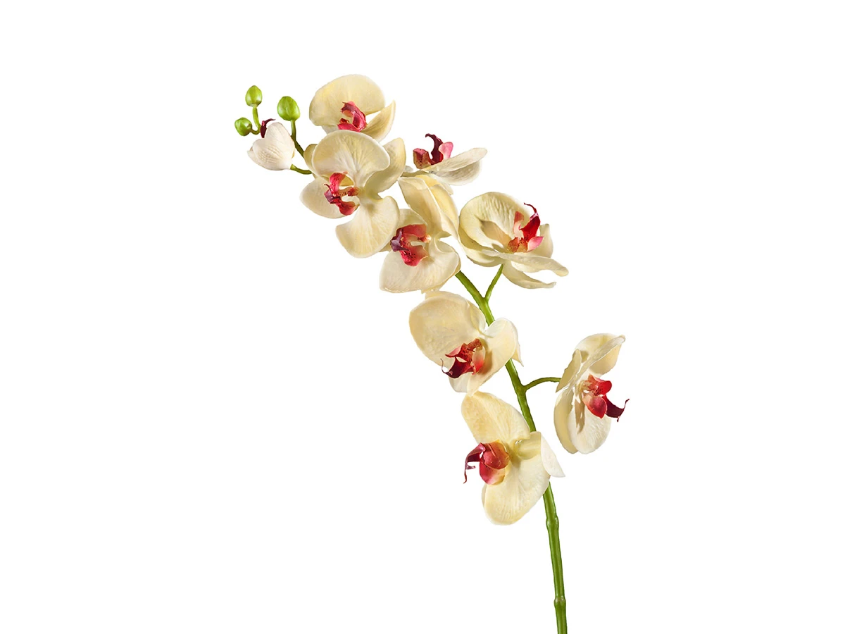 Орхидея Фаленопсис Мидл 891430