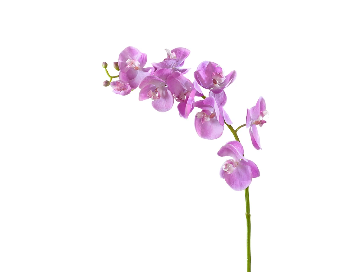 Орхидея Фаленопсис Мидл 891437  - фото 1